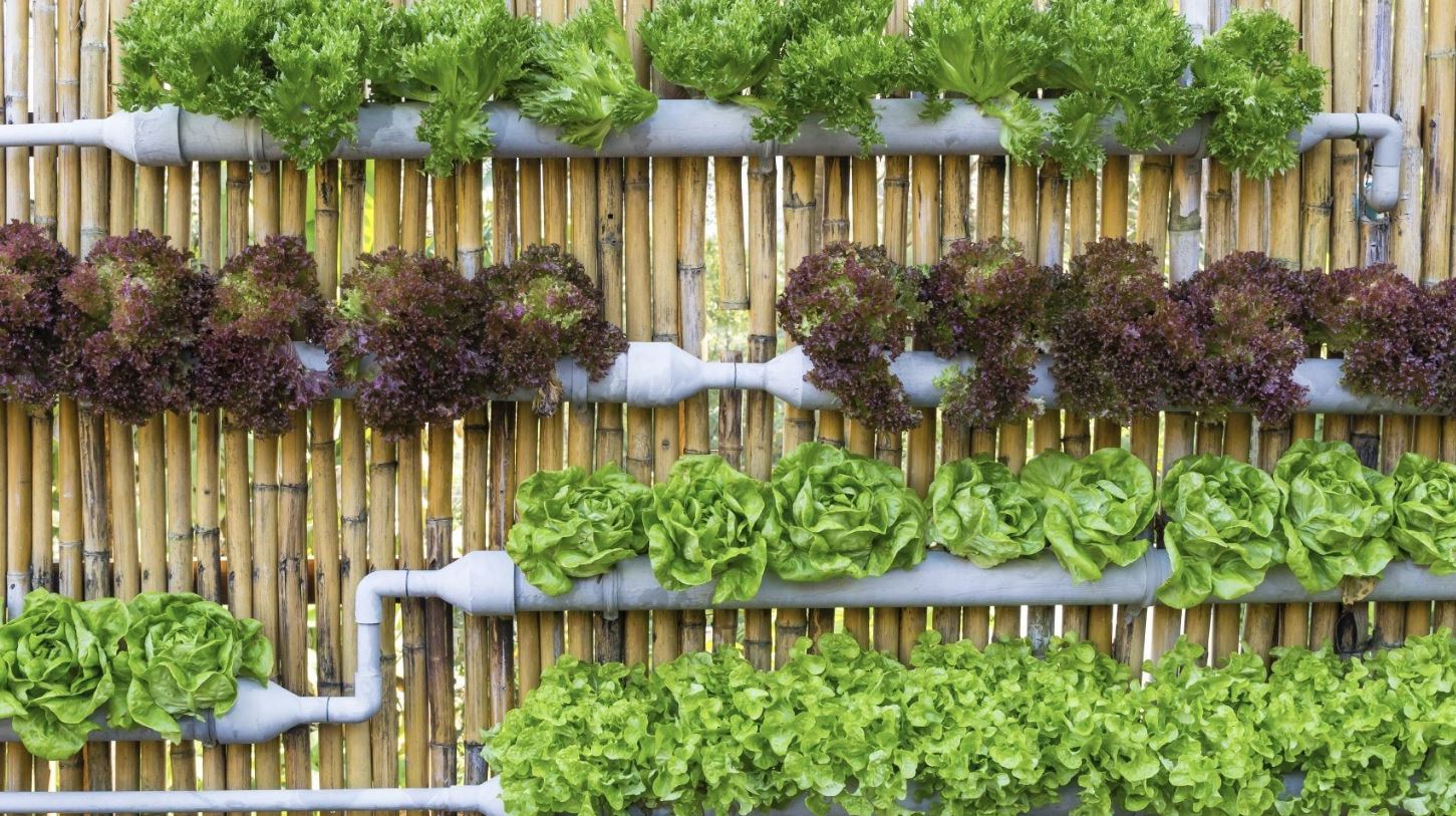 Soft focus macro photograph of leaf veins in mint hue